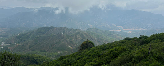 The Birth of a Phoenix Dancong Leaf: Its Journey from Garden to Cup