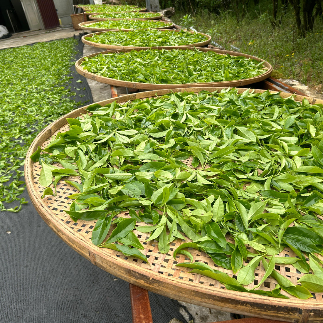 The Aromatic Diversity of Phoenix Dancong Tea: Crafting Techniques Behind Its Fragrance