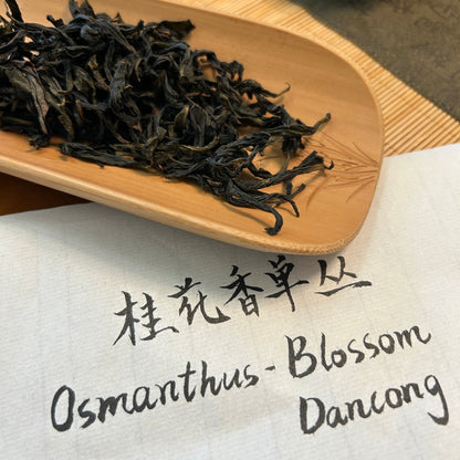 Osmanthus-Blossom Dancong Oolong Tea